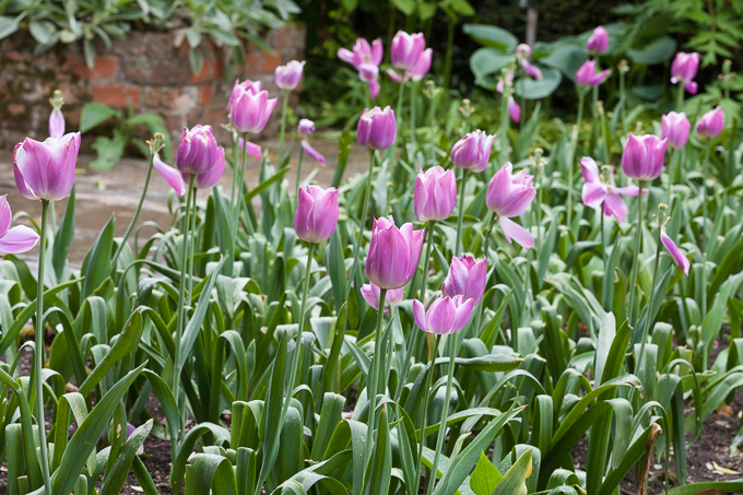 Hidcote 2015 (14)